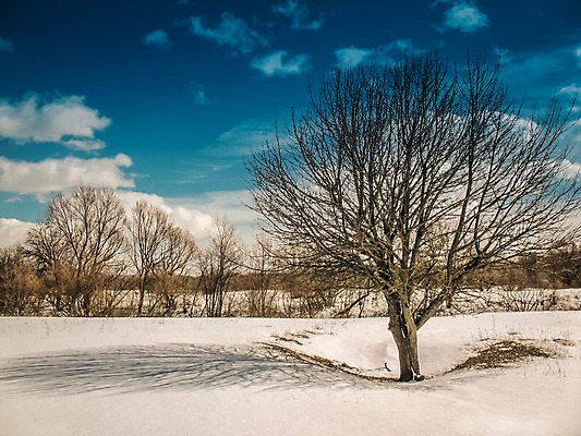 포토 JPG 해외이미지 나무 자연 벽지 그림자 풍경 사람없음 맑음 봄 달력 해외202004 해외포토 식물 계절 날씨 생태계 파일형식 이미지허브