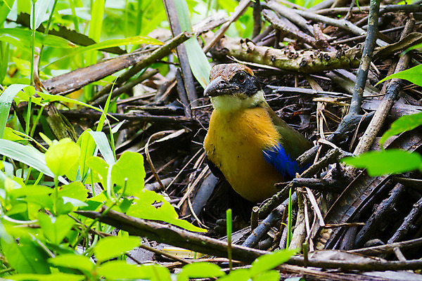 포토 JPG 해외이미지 아시아 포즈 2 날개 청소년 태국 자연 조류 사랑 어류 사람없음 갈색 둥지 수집 슛 남쪽 땅바닥 해외202004 해외포토 동물 감정 나라 컬러 바닥 사람 수중동물 방향 생태계 파일형식 이미지허브