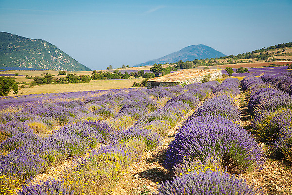 포토 JPG 해외이미지 식물 꽃 유럽 백그라운드 밭 농업 자연 하늘 풍경 사람없음 여름 컬러풀 보라색 프랑스 시골 제비꽃 향기 라벤더 내추럴 프로방스 해외202004 해외포토 계절 나라 산업 컬러 허브 생태계 냄새 파일형식 이미지허브