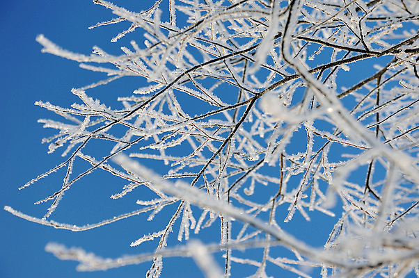 포토 JPG 해외이미지 나무 계절 유럽 백그라운드 낙엽 겨울 밭 자연 하늘 사람없음 파란색 맑음 냉동 얼음 추위 백발 흰색 숲 버드나무 묘사 서리 러시아 눈내림 해외202004 해외포토 자연요소 식물 헤어스타일 나라 컬러 잎 농업 날씨 눈_날씨 생태계 파일형식 이미지허브
