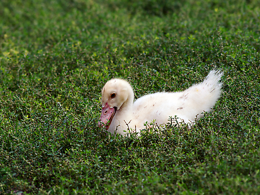 포토 JPG 해외이미지 동물 어린이 부분 자연 조류 오리 사람없음 빨간색 초록색 반려동물 농장 노란색 침묵 봄 흰색 맛 작음 굽기 깃털 부리 솜털 리빙 기르기 입가심 해외202004 해외포토 계절 컬러 컨셉 농업 사람 소리 크기 구이 생태계 돌봄 파일형식 이미지허브