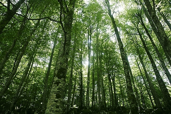포토 JPG 해외이미지 나무 식물 계절 공원 줄기 백그라운드 잎 자연 산 건강 풍경 사람없음 야외 초록색 여름 빛 햇빛 태양 반사 환경 일몰 봄 광선 가을 나뭇가지 신선 스페인 숲 생태계 질감 해외202004 해외포토 자연요소 공공시설 유럽 컬러 노을 파일형식 이미지허브