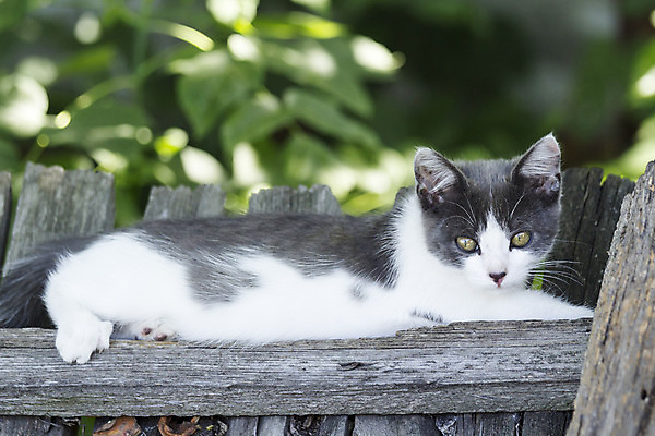 포토 JPG 해외이미지 동물 1 잎 자연 거리 주택 표정 사람없음 목재 초록색 여름 울타리 태양 정원 회색 흰색 작음 콧수염 귀 위치 솜털 내추럴 해외202004 해외포토 자연요소 나무 식물 계절 컬러 재료 수염 건물 신체부위 담장 크기 생태계 파일형식 이미지허브