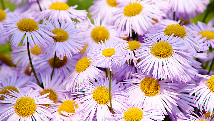 포토 JPG 해외이미지 식물 꽃잎 꽃 백그라운드 꽃무늬 밭 자연 건강 사람없음 야외 치료 여름 환경 정원 봄 벚꽃 흰색 신선 개화 닫기 차 작음 허브 제비꽃 묘사 데이지 내추럴 생태학 캐모마일 해외202004 해외포토 계절 교육 음료 컬러 무늬 농업 의학 모션 크기 생태계 파일형식 이미지허브