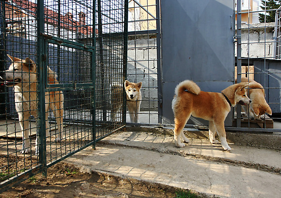포토 JPG 해외이미지 동물 사람없음 반려동물 일본 용기 자신감 개 강아지 기르기 지능 해외202004 해외포토 그릇 감정 아시아 포유류 돌봄 파일형식 이미지허브