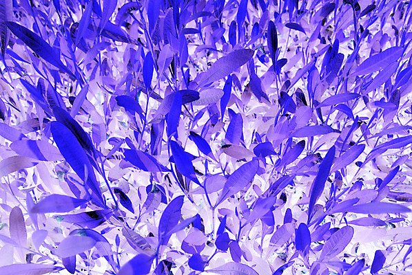 포토 JPG 해외이미지 식물 디자인 꽃 꽃다발 백그라운드 잎 꽃무늬 패턴 자연 추상 미술 사람없음 장식 파란색 빛 컬러풀 우주 정원 보라색 성장 벚꽃 신선 개화 고급 우아함 닫기 제비꽃 질감 환상 스타일 해외202004 해외포토 컬러 컨셉 무늬 모션 문화예술 생태계 파일형식 이미지허브