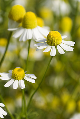 포토 JPG 해외이미지 식물 꽃잎 꽃 줄기 자연 사람없음 노란색 흰색 신선 허브 캐모마일 해외202004 해외포토 컬러 생태계 파일형식 이미지허브