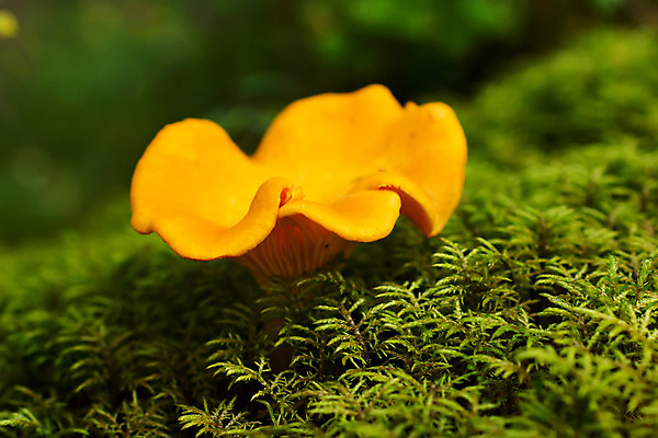 포토 JPG 해외이미지 식물 손 계절 음료 음식 줄기 채소 오렌지 재료 자연 기술 이끼 사람 사람없음 야외 초록색 농작물 갈색 노란색 버섯 수확 성장 가을 양념 황금 숲 작음 먹기 상쾌 유기농 날것 러시아 곰팡이 깔대기 숙성 시베리아 양치류 채식주의자 해외202004 해외포토 웰빙 감정 유럽 컬러 농업 과일 모션 신체부위 크기 생태계 채식 파일형식 이미지허브