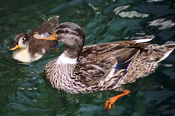 포토 JPG 해외이미지 동물 호수 어린이 백그라운드 자연 놀이 조류 오리 병아리 소년 사람없음 물 반려동물 장난감 노란색 수영 이탈리아 욕실 흰색 아기 달콤 씻기 작음 깃털 부리 솜털 고무 물갈퀴 고립 차단 해외202004 해외포토 자연요소 남자 유럽 컬러 사람 청결 수상스포츠 맛 크기 생태계 파일형식 이미지허브