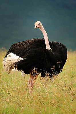 포토 JPG 해외이미지 동물 응시 꽃 야생동물 분홍색 날개 노래 아프리카 자연 조류 국립공원 사람없음 야외 초록색 파란색 빛 컬러풀 한개 노란색 보라색 나뭇가지 관찰 황무지 작음 수분 깃털 독수리 열대기후 우간다 탄자니아 해외202004 해외포토 나무 식물 1 시선 공원 나라 음악 컬러 모션 크기 생태계 파일형식 이미지허브