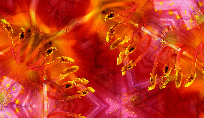 포토 JPG 해외이미지 식물 꽃잎 꽃 분홍색 꽃무늬 자연 사람없음 빨간색 초록색 여름 컬러풀 노란색 일본 봄 닫기 묘사 유기농 원예 아네모네 디테일 해외202004 해외포토 웰빙 계절 아시아 컬러 무늬 모션 취미 생태계 파일형식 이미지허브