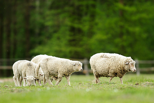 포토 JPG 해외이미지 동물 응시 계절 백그라운드 밭 농업 포유류 청소년 자연 하늘 새로움 육류 사람없음 초록색 파란색 농장 평화 가축 봄 흰색 시골 아기 신선 양 그룹 양치기 군중 주식 손목시계 양고기 내추럴 양모 결백 고립 밭일 양털 해외202004 해외포토 직업 시선 산업 시계 컬러 컨셉 식재료 장신구 사람 금융 직물 생태계 파일형식 이미지허브