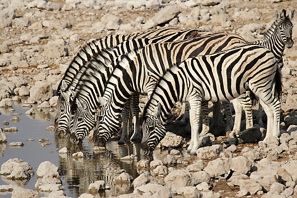 포토 JPG 해외이미지 동물 야생동물 포유류 아프리카 자연 털 사람없음 물 반사 검은색 줄무늬 마시기 흰색 그룹 군중 사파리 얼룩말 나미비아 스텝 해외202004 해외포토 자연요소 나라 컬러 무늬 모션 사람 말_동물 생태계 남아프리카 파일형식 이미지허브