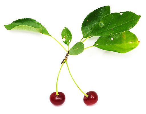 포토 JPG 해외이미지 열매 음식 2 과일 사람없음 초록색 흰색 체리 그룹 달콤 부드러움 고립 해외202004 해외포토 식물 컬러 감각 맛 파일형식 이미지허브