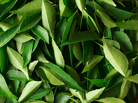 포토 JPG 해외이미지 백그라운드 잎 재료 요리 동양인 사람없음 신선 인도인 허브 향신료 날것 향기 향 카레 성분 생식 해외202004 해외포토 외국인 식물 음식 인종 냄새 향미료 파일형식 이미지허브