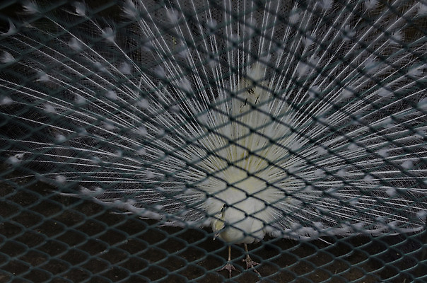 포토 JPG 해외이미지 동물 디자인 야생동물 백그라운드 패턴 자연 조류 동물원 사람없음 장식 머리 흰색 부채 의식 우아함 공작 가득함 깃털 꼬리 부리 동물상 자부심 주목 해외202004 해외포토 컬러 컨셉 무늬 신체부위 조형물 생태계 파일형식 이미지허브