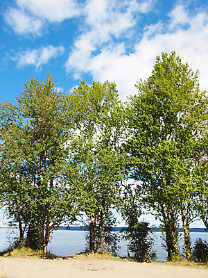 포토 JPG 해외이미지 나무 식물 계절 호수 백그라운드 컨셉 잎 자연 하늘 날씨 휴식 풍경 사람없음 여름 파란색 태양 여행객 벚꽃 미루나무 해외202004 해외포토 자연요소 꽃 컬러 사람 생태계 파일형식 이미지허브