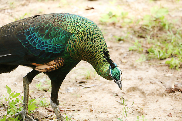 포토 JPG 해외이미지 나무 동물 1 야생동물 백그라운드 잎 오렌지 노래 자연 조류 휴식 종류 앉기 사람없음 야외 빨간색 초록색 파란색 우주 봄 회색 흰색 나뭇가지 공작 묘사 싱글 생물학 서식지 생태학 해외202004 해외포토 식물 계절 교육 음악 컬러 컨셉 과일 모션 생태계 파일형식 이미지허브