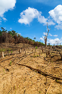 포토 JPG 해외이미지 나무 식물 아시아 단풍 농업 자연 하늘 날씨 사람없음 초록색 환경 손상 탐험 숲 열대우림 지구온난화 진행 개발 수목 열대기후 적자 착취 해외202004 해외포토 나라 산업 컬러 컨셉 잎 생태계 기후변화 파일형식 이미지허브