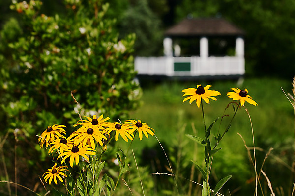 포토 JPG 해외이미지 식물 계절 공원 꽃잎 꽃 꽃무늬 전구 자연 새로움 주택 사람없음 야외 초록색 컬러풀 노란색 평화 정원 맑음 봄 활발 성장 흰색 시골 개화 저지 특별함 해외202004 해외포토 공공시설 컬러 컨셉 무늬 날씨 건물 생태계 파일형식 이미지허브