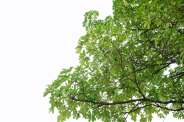 포토 JPG 해외이미지 나무 행복 백그라운드 잎 사람없음 웹 흰색 신선 업무 해외202004 해외포토 식물 감정 컬러 인터넷 작업 파일형식 이미지허브