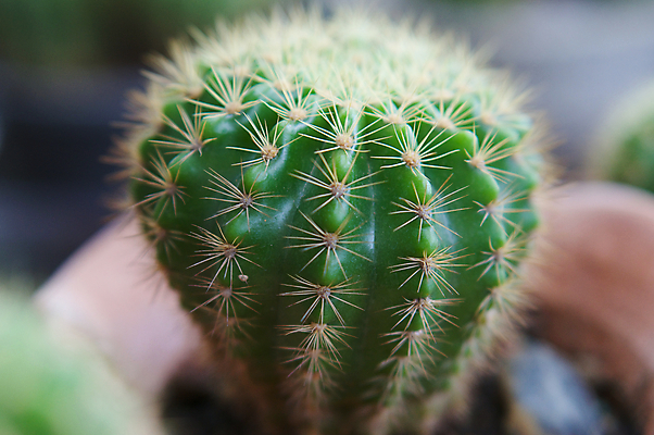 포토 JPG 해외이미지 식물 줄기 자연 선인장 사람없음 장식 초록색 정원 흙 사막 가시 원예 날카로움 스파이크 해외202004 해외포토 컬러 취미 생태계 파일형식 이미지허브