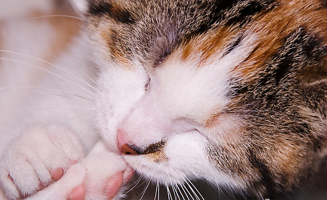 포토 JPG 해외이미지 동물 자연 사람없음 빨간색 반려동물 검은색 고양이 흰색 잠 호랑이 닫기 해외202004 해외포토 컬러 포유류 모션 생태계 파일형식 이미지허브