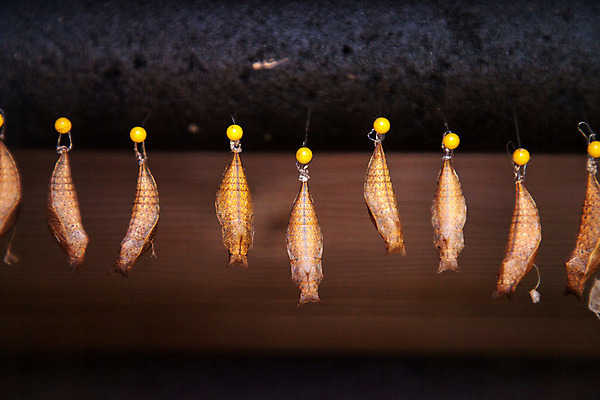 포토 JPG 해외이미지 나비 곤충 사람없음 보호 변태 해외202004 해외포토 동물 컨셉 파일형식 이미지허브