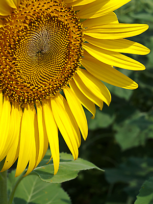 포토 JPG 해외이미지 식물 계절 꽃잎 꽃 행복 백그라운드 잎 꽃무늬 농업 자연 해바라기 씨앗 사람없음 야외 초록색 빛 컬러풀 농장 노란색 환경 정원 맑음 봄 성장 벚꽃 시골 개화 닫기 묘사 유기농 원예 꽃가루 내추럴 꽃수술 밭일 해외202004 해외포토 웰빙 감정 산업 컬러 무늬 모션 날씨 취미 가루 생태계 파일형식 이미지허브