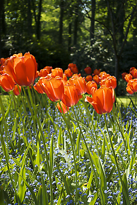 포토 JPG 해외이미지 1 꽃잎 꽃 줄기 컨셉 밭 풍경 사람없음 초록색 컬러풀 농장 농경지 장미 정원 봄 놀이방 튤립 성장 흰색 시골 싱글 엽서 열정 혼자 많음 해외202004 해외포토 식물 계절 감정 컬러 농업 편지 파일형식 이미지허브