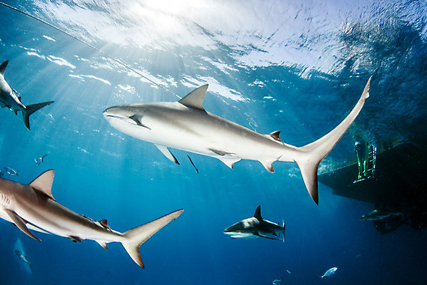 포토 JPG 해외이미지 동물 야생동물 스포츠 바다 여행 백그라운드 자연 어류 사람없음 야외 물 파란색 바닷속 수중 산호 위험 다이빙 육식동물 암초 깊이 바하마 해외202004 해외포토 자연요소 컬러 컨셉 수영 수중동물 자포동물 생태계 수중스포츠 파일형식 이미지허브