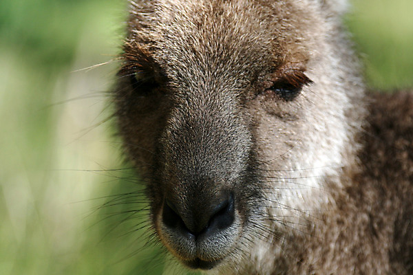 포토 JPG 해외이미지 동물 얼굴 야생동물 포유류 털 사람없음 머리 회색 사막 호주 설치류 모피 심볼 캥거루 오지 해외202004 해외포토 컬러 신체부위 오세아니아 파일형식 이미지허브