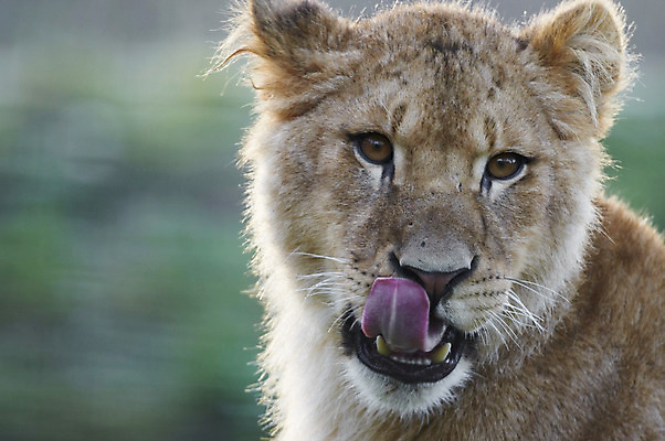 포토 JPG 해외이미지 응시 야생동물 포유류 아프리카 앉기 사람없음 고양이 입 핥기 사자 혀 사파리 입술 육식동물 송곳니 해외202004 해외포토 동물 시선 나라 모션 신체부위 반려동물 치아 파일형식 이미지허브