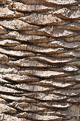 포토 JPG 해외이미지 나무 디자인 백그라운드 패턴 자연 사람없음 목재 갈색 낟알 질감 나무껍질 해외202004 해외포토 식물 컬러 무늬 재료 껍질 생태계 파일형식 이미지허브