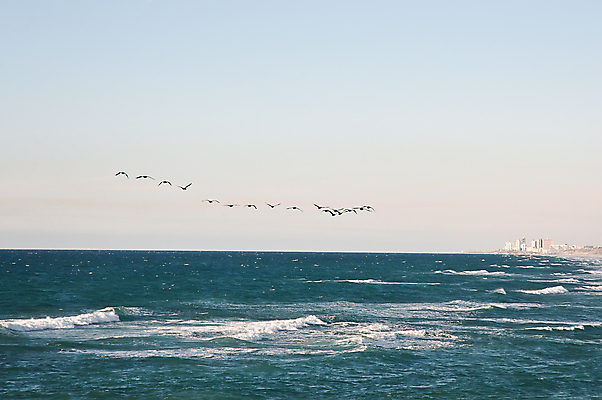 포토 JPG 해외이미지 파도 바다 섬 조류 하늘 표면 낚시 바닥 오리 어류 사람없음 물 파란색 빛 햇빛 맑음 수중 침묵 신선 액체 산호 땅 아래 순수 장면 암초 철새 깊이 식민지 침몰 수평선 해외202004 해외포토 자연요소 동물 컬러 컨셉 레저 날씨 태양 수중동물 소리 자포동물 방향 위치 파일형식 이미지허브