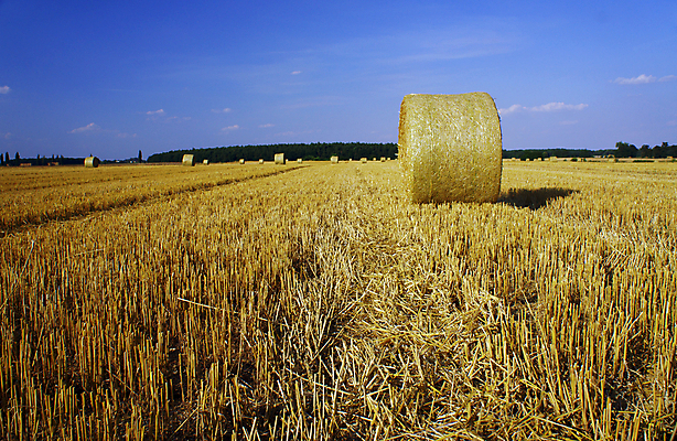 포토 JPG 해외이미지 식물 유럽 하늘 사람없음 여름 농작물 마을 수확 다발 언덕 밀짚 폴란드 수평선 해외202004 해외포토 계절 나라 농업 짚 파일형식 이미지허브