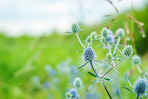 포토 JPG 해외이미지 꽃 백그라운드 꽃무늬 밭 자연 휴가 휴식 산 주택 풍경 사람없음 여름 노란색 여행객 봄 산책 시골 개화 오스트리아 스위스 상업 알프스 외양간 잘츠부르크 해외202004 해외포토 식물 계절 유럽 컬러 컨셉 무늬 농업 사람 건물 생태계 파일형식 이미지허브