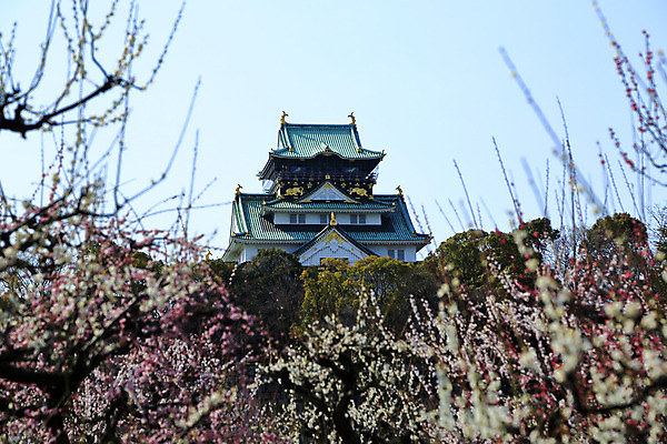 포토 JPG 해외이미지 꽃 하늘 사람없음 관광지 봄 신선 자두 카피스페이스 해외202004 해외포토 식물 계절 여행 과일 공백 파일형식 이미지허브