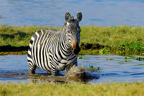 포토 JPG 해외이미지 동물 공원 호수 야생동물 조각 여행 백그라운드 패턴 포유류 아프리카 자연 초식동물 서기 사람없음 야외 물 검은색 줄무늬 게임 흰색 황무지 군중 사파리 피부 얼룩말 케냐 남쪽 내추럴 동물상 사바나 전국 평야 해외202004 해외포토 자연요소 공공시설 나라 컬러 무늬 모션 놀이 사람 신체부위 조형물 말_동물 방향 생태계 파일형식 이미지허브