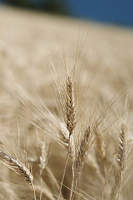포토 JPG 해외이미지 계절 줄기 백그라운드 밭 옥수수 씨앗 풍경 사람없음 여름 노란색 이탈리아 수확 시골 낟알 시리얼 밀 질감 보리 귀 밀가루 스파이크 숙성 호밀 공급 해외202004 해외포토 식물 유럽 음식 컬러 농업 곡류 신체부위 가루 파일형식 이미지허브