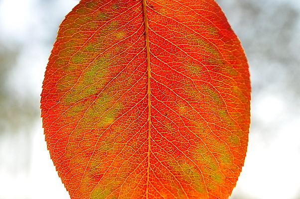 포토 JPG 해외이미지 모양 나무 식물 계절 공원 백그라운드 잎 꽃무늬 패턴 오렌지 자연 추상 따뜻함 사람없음 야외 장식 빨간색 빛 컬러풀 갈색 노란색 환경 정원 가을 신선 변화 황금 9월 묘사 유기농 질감 정맥 10월 내추럴 해외202004 해외포토 웰빙 공공시설 꽃 컬러 컨셉 무늬 과일 날짜 생태계 혈관 파일형식 이미지허브