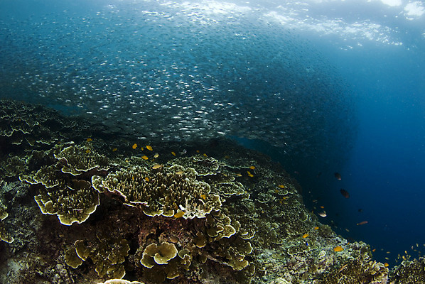 포토 JPG 해외이미지 동물 바다 학교 자연 어류 풍경 사람없음 물 환경 수중 산호 생태계 소금 태평양 암초 생태학 소금물 해외202004 해외포토 자연요소 교육 수중동물 자포동물 파일형식 이미지허브