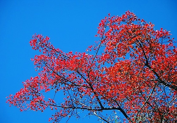 포토 JPG 해외이미지 나무 백그라운드 단풍 잎 하늘 추상 사람없음 야외 빨간색 햇빛 태양 가을 내추럴 엘리먼트 해외202004 해외포토 자연요소 식물 계절 컬러 무늬 파일형식 이미지허브