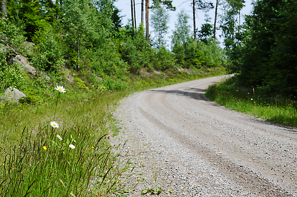 포토 JPG 해외이미지 꽃잎 꽃 행복 도로 곡선 자연 스웨덴 풍경 사람없음 초록색 여름 빛 햇빛 태양 머리 봄 활발 들꽃 숲 방향 데이지 문학 굴곡 길가 스칸디나비아 해외202004 해외포토 자연요소 식물 계절 감정 길 선 컬러 컨셉 교통시설 북유럽 신체부위 생태계 파일형식 이미지허브