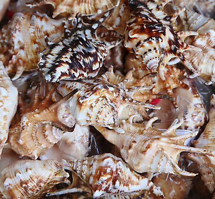 포토 JPG 해외이미지 동물 1 바다 여행 백그라운드 조개 생물 연체동물 주택 어류 사람없음 컬러풀 껍질 흰색 소라 자르기 오브젝트 고립 해외202004 해외포토 컬러 모션 어패류 무척추동물 건물 수중동물 파일형식 이미지허브