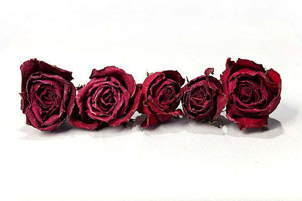 포토 JPG 해외이미지 식물 꽃 분홍색 꽃무늬 자연 건조 사람없음 빨간색 초록색 컬러풀 장미 벚꽃 흰색 죽음 닫기 허브 내추럴 고립 옛날 취급주의 해외202004 해외포토 컬러 무늬 모션 경고 생태계 파일형식 이미지허브