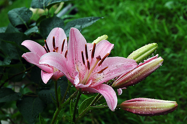 포토 JPG 해외이미지 식물 꽃잎 꽃 분홍색 꽃다발 잎 꽃무늬 자연 사람없음 초록색 물 정원 봄 벚꽃 원예 꽃수술 이국적 해외202004 해외포토 자연요소 계절 컬러 무늬 취미 생태계 파일형식 이미지허브