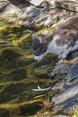 포토 JPG 해외이미지 동물 1 응시 남자 호수 얼굴 물결 음료 야생동물 백그라운드 포유류 자연 털 사람없음 야외 물 반려동물 반사 정원 검은색 고양이 거울 흰색 달콤 작음 갈증 모피 혀 웅덩이 육식동물 솜털 내추럴 해외202004 해외포토 자연요소 시선 컬러 사람 신체부위 입 맛 크기 생태계 파일형식 이미지허브