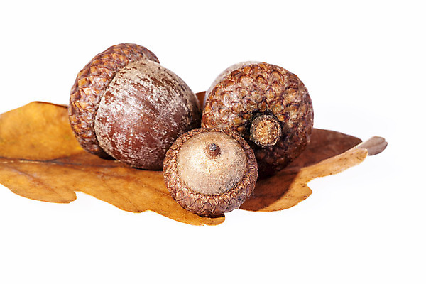 포토 JPG 해외이미지 나무 식물 계절 잎 과일 자연 씨앗 사람없음 갈색 견과류 성장 가을 흰색 그룹 숲 11월 오브젝트 도토리 10월 내추럴 고립 숙성 해외202004 해외포토 컬러 날짜 생태계 파일형식 이미지허브