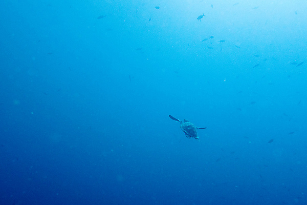 포토 JPG 해외이미지 동물 야생동물 모래 바다 백그라운드 패턴 사람없음 여름 파란색 바닷속 수중 거북이 다이빙 질감 눈금 암초 해외202004 해외포토 계절 컬러 무늬 파충류 수영 수중스포츠 파일형식 이미지허브